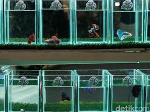 Yuk, Merapat! Ada Festival Ikan Cupang Keren Nih di Serpong