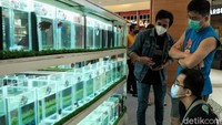 Ikan cupang yang dijual dibanderol dengan harga yang beragam dari harga ratusan ribu hingga jutaan rupiah.