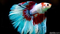 Selain itu, Betta Fishtival juga menyelenggarakan kontes ikan cupang dengan total hadiah puluhan juta Rupiah.