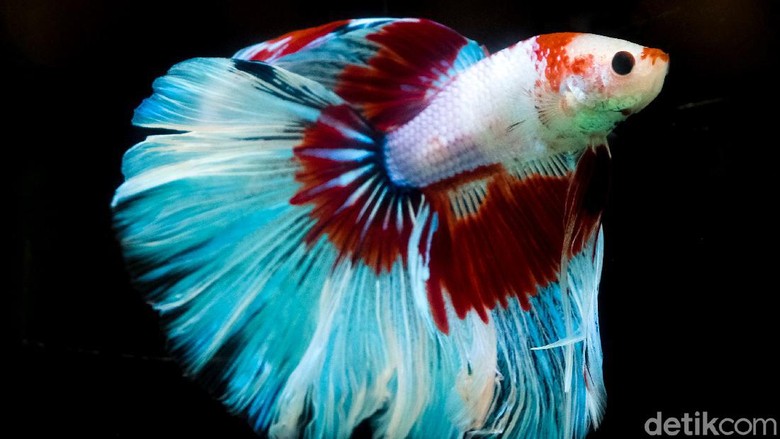 Yuk, Merapat! Ada Festival Ikan Cupang Keren Nih di Serpong Pamor ikan cupang kian meroket di masa pandemi. Kehadiran pameran ikan cupang di kawasan Serpong ini pun jadi surga bagi pencinta ikan cupang di Jabodetabek.