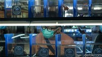 Seperti diketahui, selama pandemi COVID-19 ikan cupang menjadi populer sebagai hewan peliharaan. Ikan ini menjadi populer karena mempunyai sirip dan warna yang eksotis.