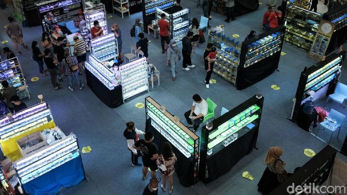 Yuk, Merapat! Ada Festival Ikan Cupang Keren Nih di Serpong Pamor ikan cupang kian meroket di masa pandemi. Kehadiran pameran ikan cupang di kawasan Serpong ini pun jadi surga bagi pencinta ikan cupang di Jabodetabek.