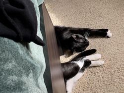 Deretan Foto Membingungkan dan Mengecoh Mata