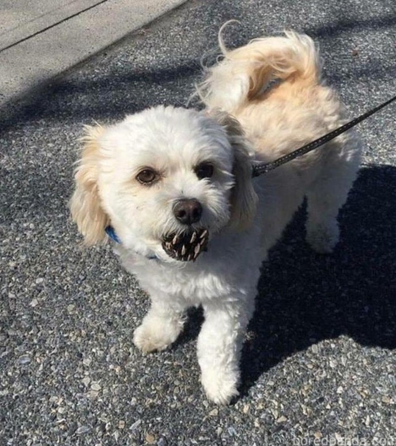 Foto Membingungkan dan Mengecoh Mata