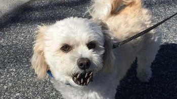 Coba lihat lagi... itu bukan mulut si anjing. Foto: dok reddit.com/confusing_perspective