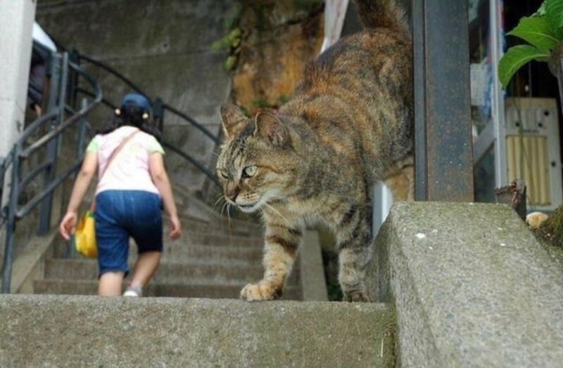 Foto Membingungkan dan Mengecoh Mata