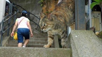 Kucing raksasa. Foto: dok reddit.com/confusing_perspective