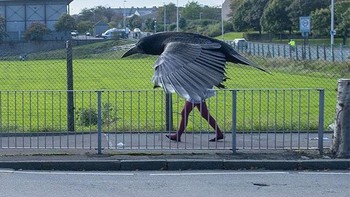Burung berkaki manusia. Foto: dok reddit.com/confusing_perspective