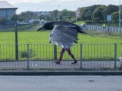 Deretan Foto Membingungkan dan Mengecoh Mata