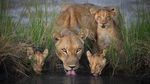 Foto New Big 5, Jangan Buru Mereka!