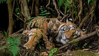 Satu juta dari delapan juta spesies di planet ini terancam punah karena aktivitas manusia, menurut PBB. Habitat yang menyusut, eksploitasi sumber daya alam, perubahan iklim, dan polusi adalah beberapa pemicu utama.