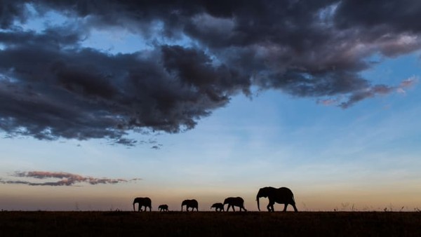 Fotografer Inggris Graeme Green, telah menyiapkan proyek New Big 5 yang bertujuan menggunakan fotografi untuk meningkatkan kesadaran akan ancaman terhadap satwa liar dan menginspirasi kegiatan konservasi.