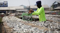 Pemerintah menganggarkan anggaran untuk program Pemulihan Ekonomi Nasional (PEN) di 2021 mencapai Rp 699,43 triliun. Hingga 11 Mei 2021 realisasinya sudah mencapai Rp 172,35 triliun.