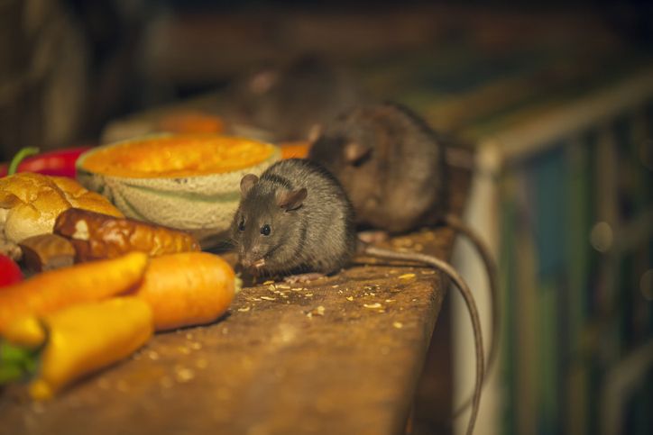 Jorok! Tikus Hingga Saus Bekas yang Dipakai Lagi Ditemukan di Restoran