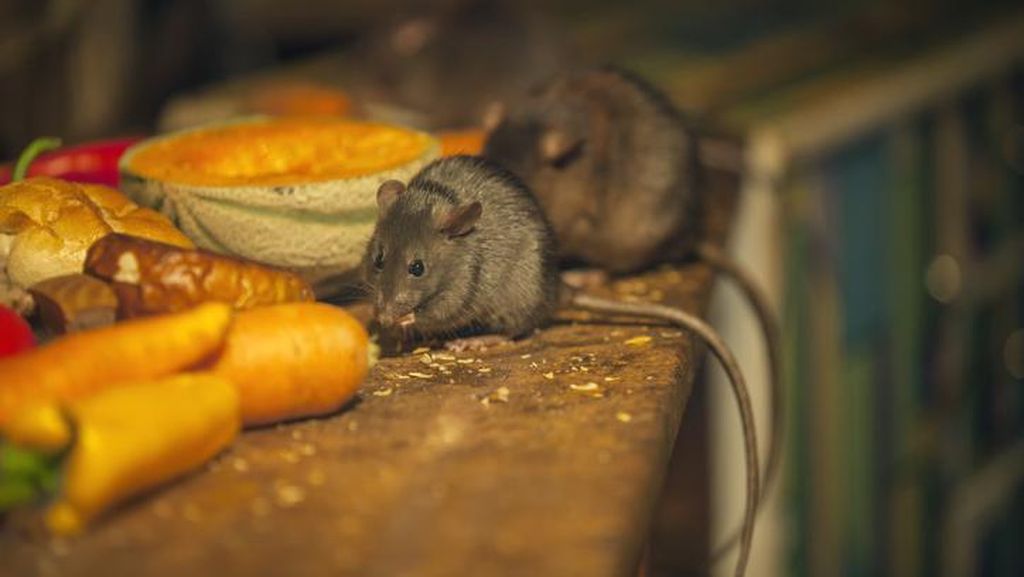 Tikus Purba Terbesar di Dunia Ternyata Tak Sebesar yang Kita Kira