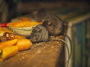 Tikus Purba Terbesar di Dunia Ternyata Tak Sebesar yang Kita Kira