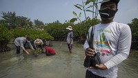 Warga membawa bibit bakau untuk ditanam di perairan pantai Pulau Harapan, Kabupaten Kepulauan Seribu, DKI Jakarta, Sabtu (22/5/2021).   