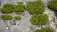 Penanaman bakau oleh Yayasan Kehati dan lembaga Divers Clean Action (DCA) di Pulau Harapan tersebut menjadi bagian dari rangkaian kegiatan Hari Keanekaragaman Hayati Sedunia.   