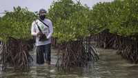 Penanaman bakau ini sekaligus sebagai kampanye pelestarian hutan bakau (mangrove) sebagai pelindung kawasan pesisir dan habitat bagi aneka ragam hayati.  