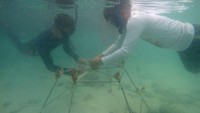 Aktivis menanam anakan terumbu karang di perairan Pulau Harapan, Kabupaten Kepulauan Seribu, DKI Jakarta, Sabtu (22/5/2021).  
