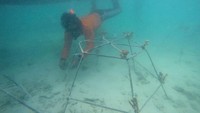 Penanaman terumbu karang tersebut menjadi kampanye pelestarian terumbu karang sebagai habitat beragam hewan laut dan penyerap karbon di laut.  