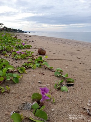 Wisata Lengkap Pantai Sayang Heulang Garut, Padang rumput-Gumuk Pasir