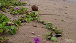 Wisata Lengkap Pantai Sayang Heulang Garut, Padang rumput-Gumuk Pasir