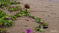 Bibir Pantai Sayang Heulang dipercantik dengan tumbuhnya hamparan bunga merambat