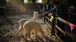 Potret Ledakan Wisata Pedesaan di China