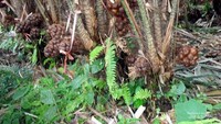 Pohon salak dan buah yang lebat di Taman Maha Dewi Bojonegoro.