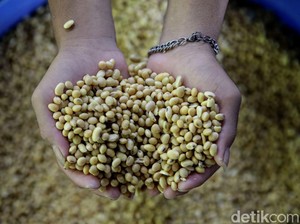 Perusahaan Ini Ciptakan Kedelai yang Mengandung Protein Babi