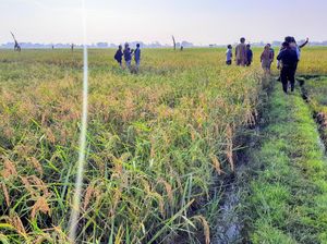 Petani Situbondo Kembangkan Padi Varietas Baru, Ini Hasilnya