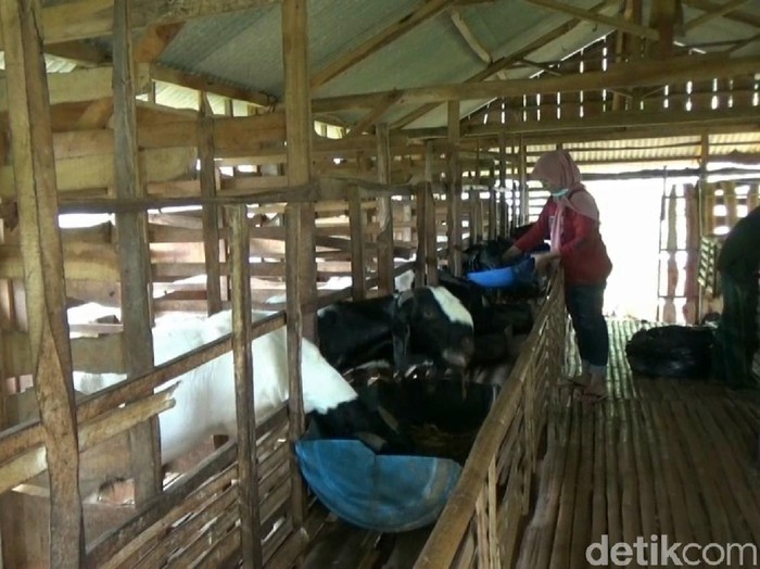 Muda berdaya. Seorang milenial di Lamongan memulai usaha peternakan kambing etawa dengan bekal 4 kambing. Kambingnya ia pasarkan melalui media sosial.