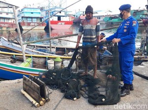 Pukat Harimau dan Bahayanya Bagi Ekosistem Laut