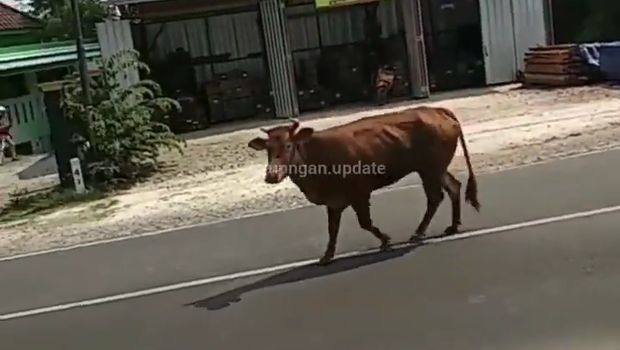 sapi lepas
