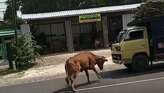 sapi lepas