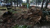 Pohon-pohon yang tidak terawat pun mulai ditebangi dan dirapikan.