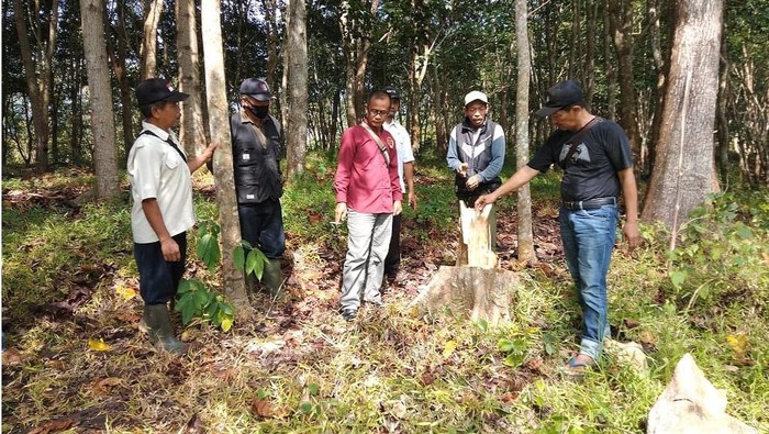 Seorang penebang di Cianjur tewas tertimpa pohon