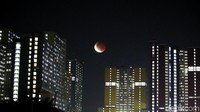 Gerhana bulan total di Jakarta. (Pradita Utama/detikcom)