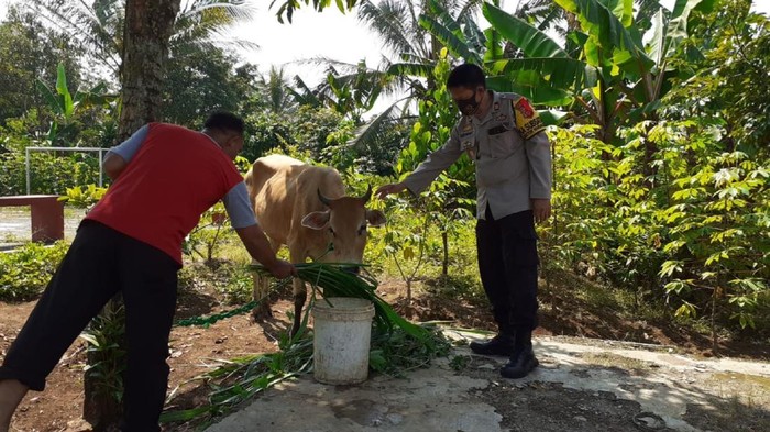 Dua ekor sapi misterius ditemukan di Sukabumi
