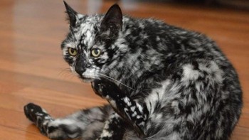 Bukan kucing belang, tapi dia mengalami vitiligo. Foto: Brightside