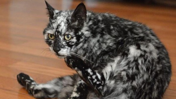 Aneka Foto Hewan Aneh dengan Kondisi Vitiligo, Apa Itu?