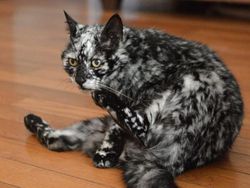 Aneka Foto Hewan Aneh dengan Kondisi Vitiligo, Apa Itu?