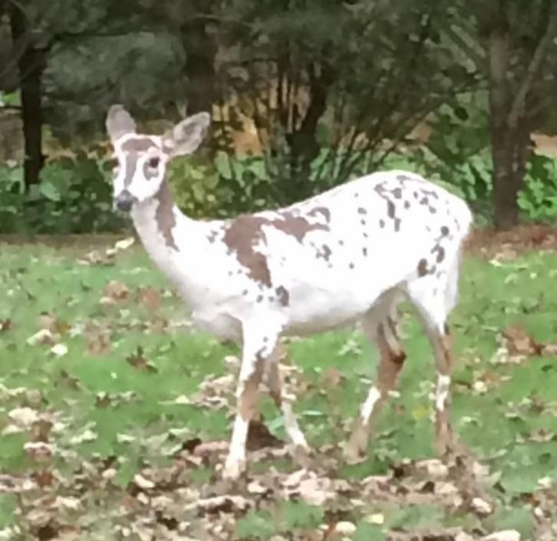 fotoiinet kumpulan hewan vitiligo