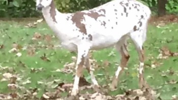 Rusa juga bisa mengalami vitiligo lho. Foto: Brightside