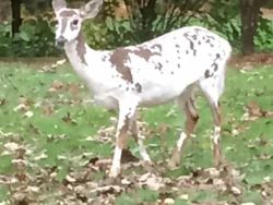 Aneka Foto Hewan Aneh dengan Kondisi Vitiligo, Apa Itu?