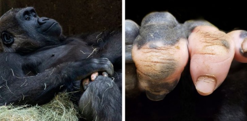 fotoiinet kumpulan hewan vitiligo