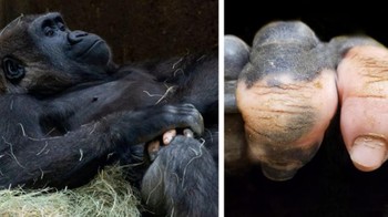 Gorila yang mengalami vitiligo pada jari tangannya. Jadi seperti jari manusia ya? Foto: Brightside