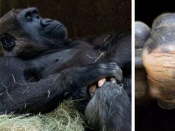 Aneka Foto Hewan Aneh dengan Kondisi Vitiligo, Apa Itu?