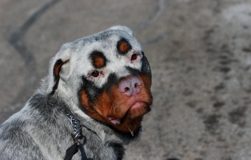 fotoiinet kumpulan hewan vitiligo